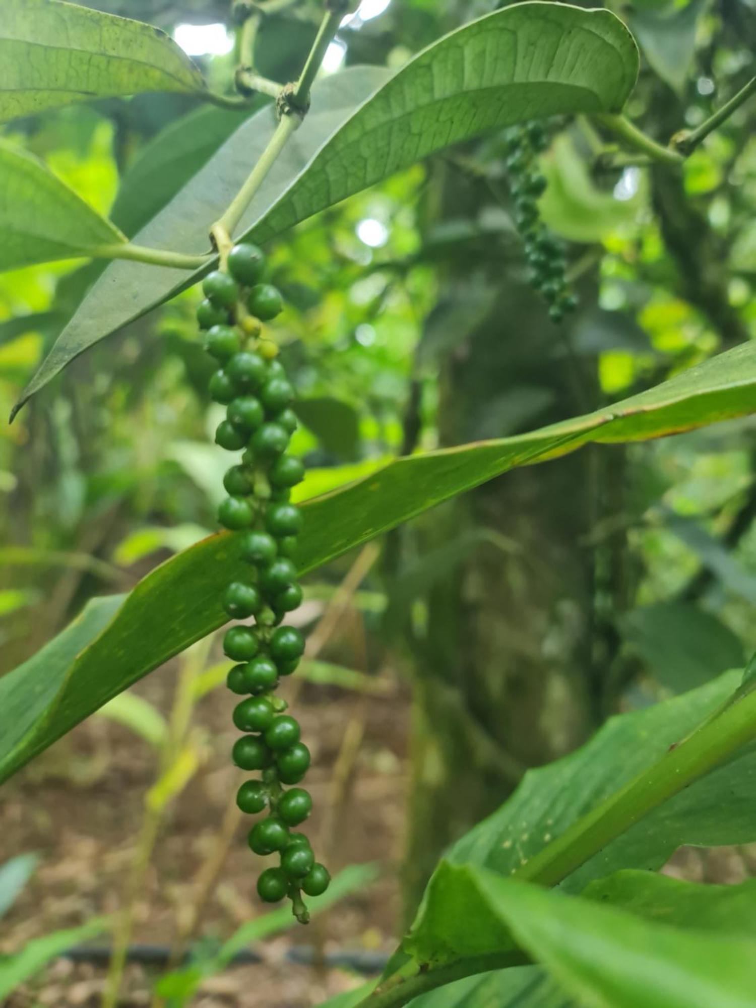 Panthalams Homestay Thekkady Exteriör bild