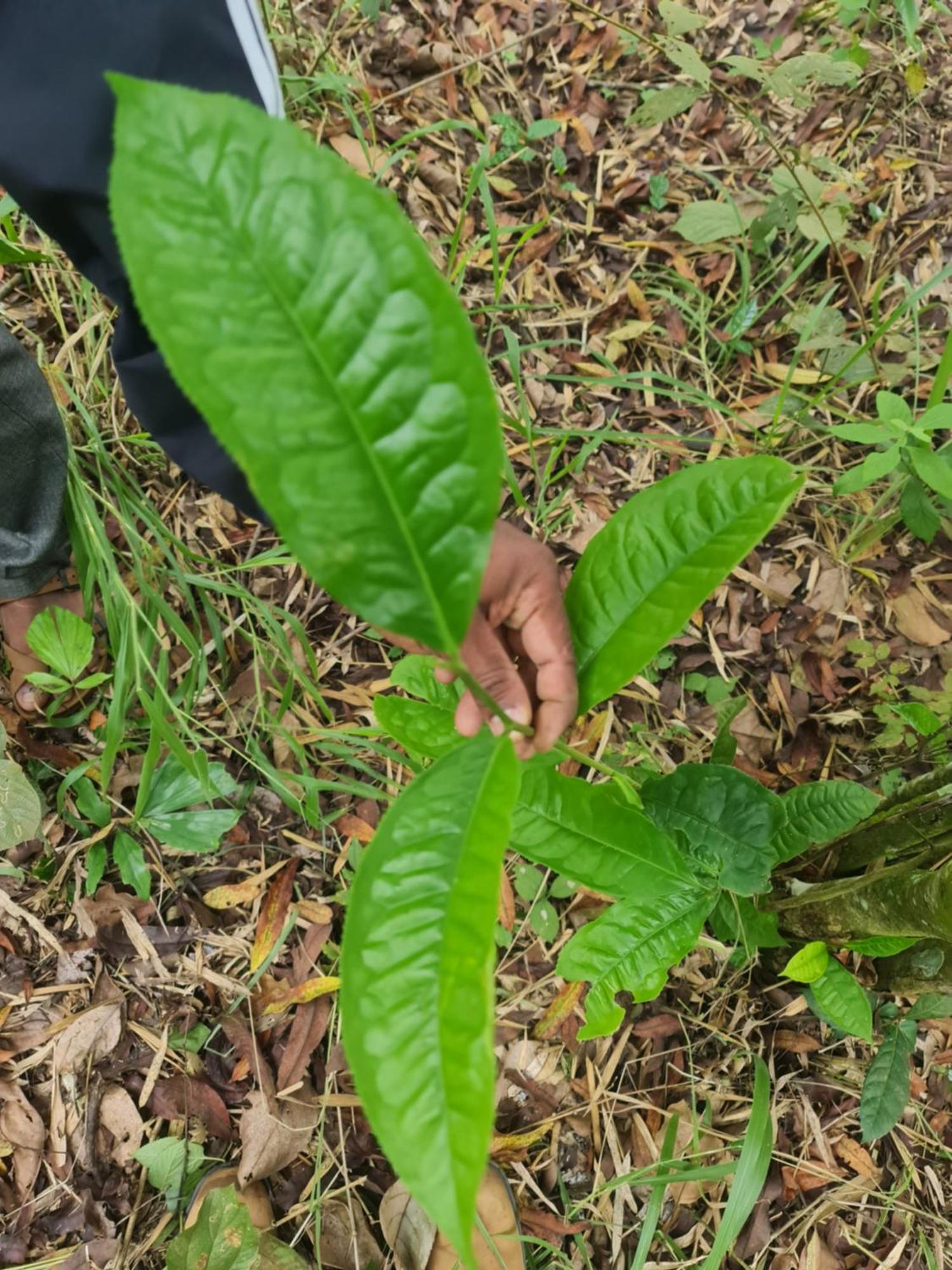 Panthalams Homestay Thekkady Exteriör bild